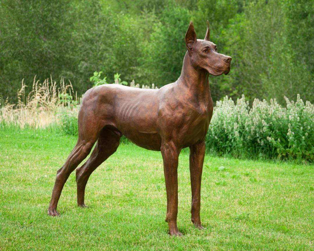 Great Dane.jpg