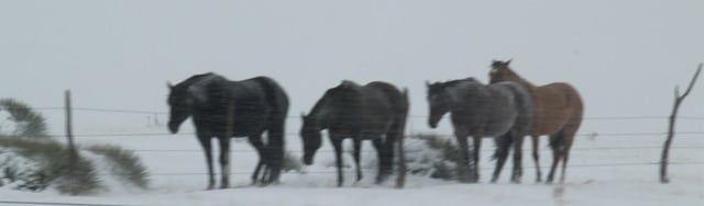 Winter Horses.jpg